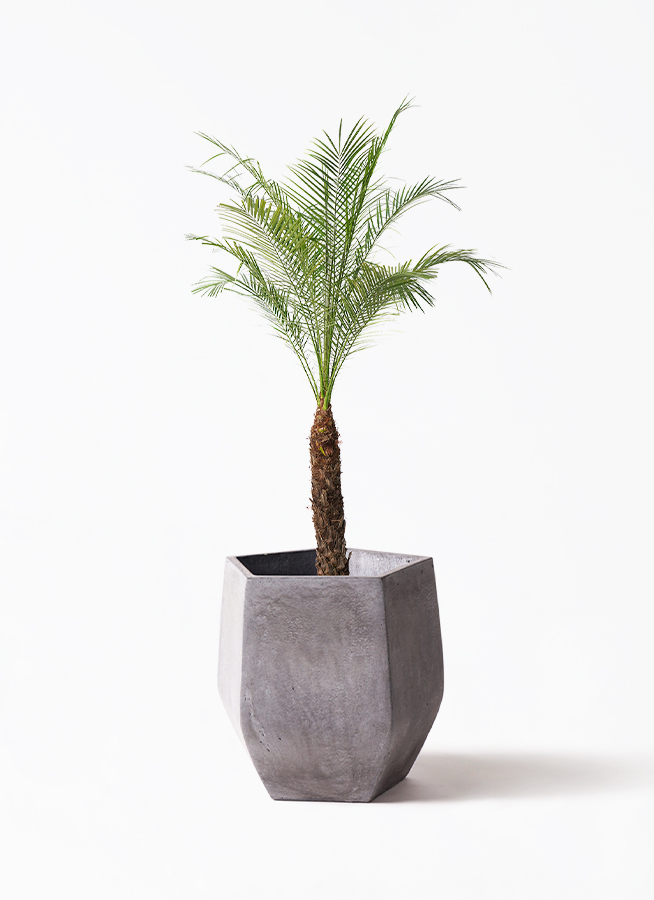 観葉植物 フェニックスロベレニー 8号 リブバスケットNatural 付き