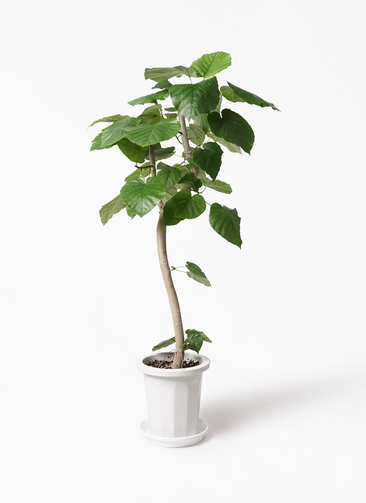 ficus-umbellata-228_1.jpg?