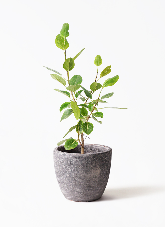 観葉植物 フィカス アルテシーマ 8号 ストレート プラスチック鉢