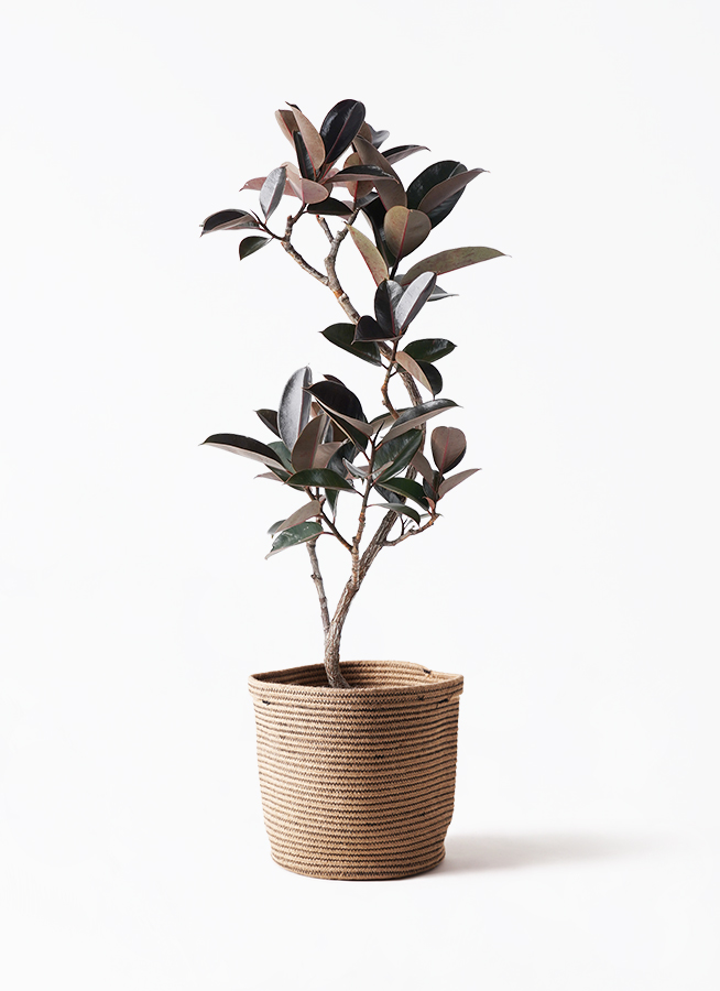 観葉植物 フィカス バーガンディ 8号 曲り ファイバークレイ Gray 付き
