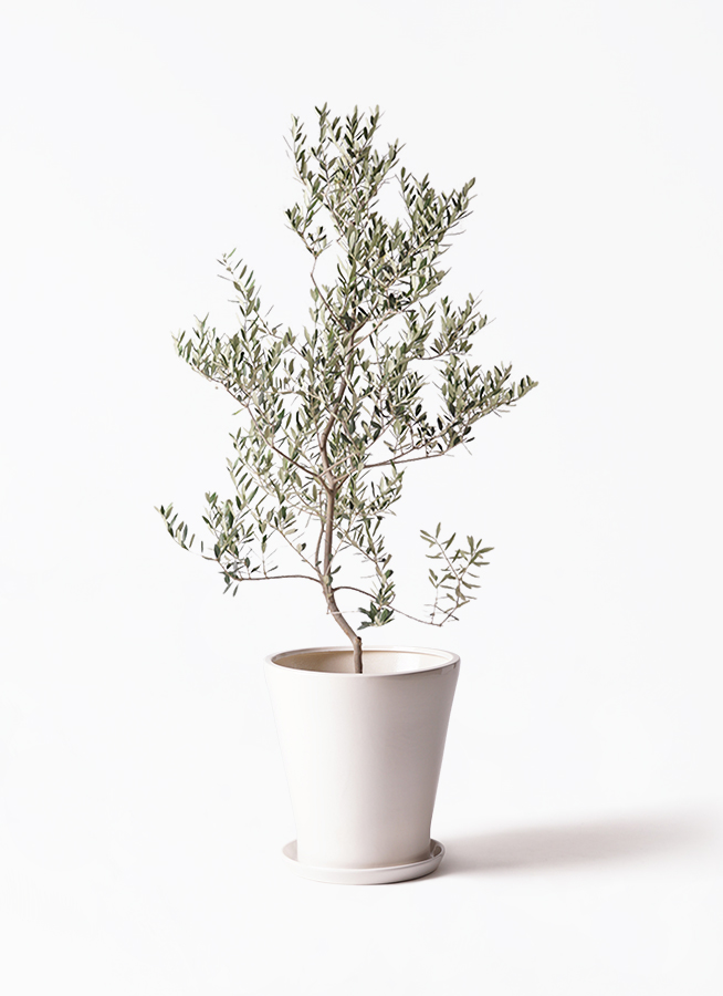 観葉植物 オリーブの木 10号 レッチーノ アートストーン ラウンド