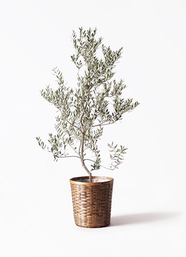 olive-leccino-76_1.jpg?1735093357