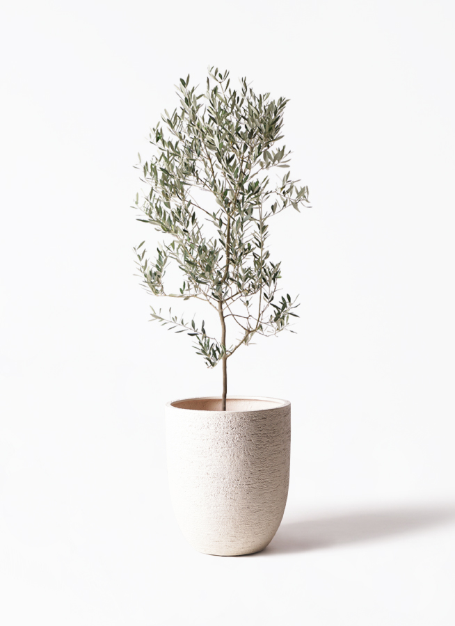 観葉植物 オリーブの木 10号 ミッション 竹バスケット 付き / 小倉園