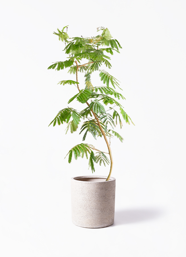 観葉植物 エバーフレッシュ 10号 曲り モンデリック ラタン 付き