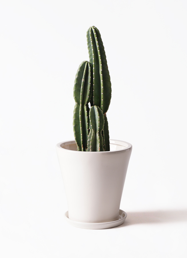 観葉植物 柱サボテン 8号 リブバスケットNatural 付き | 観葉植物なら