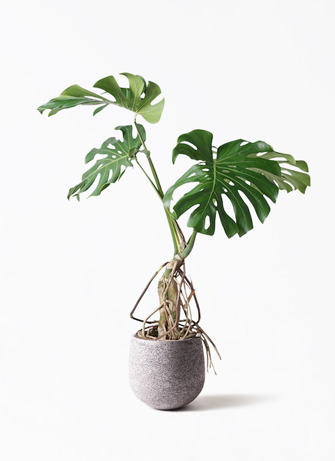 観葉植物 モンステラ 8号 根あがり フォレスト トール ホワイト 付き