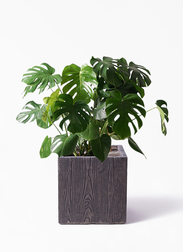 monstera-65_1.jpg?1565506478