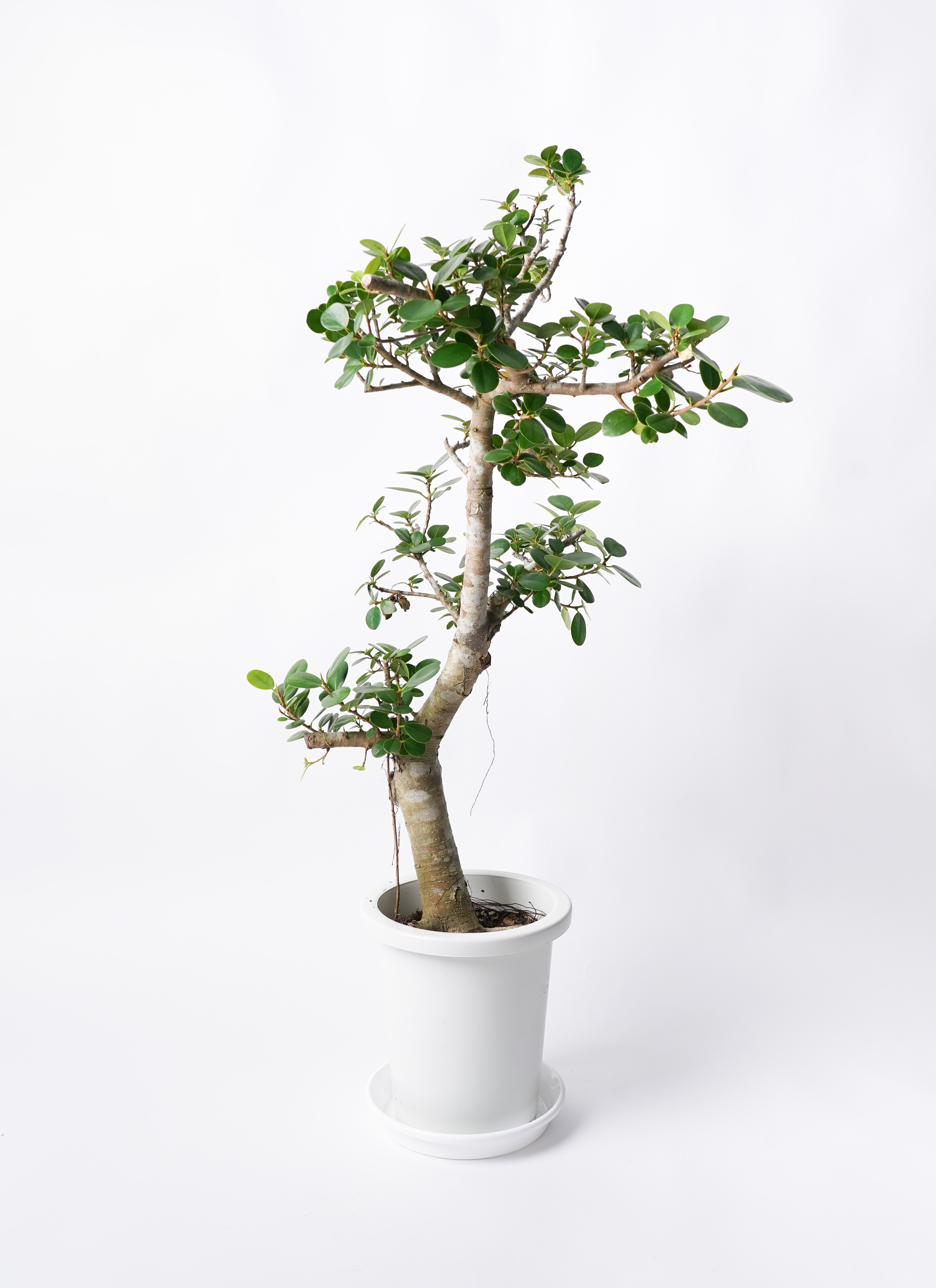 観葉植物 ガジュマル 8号 パンダ ジュピター 黒 付き | 観葉植物なら