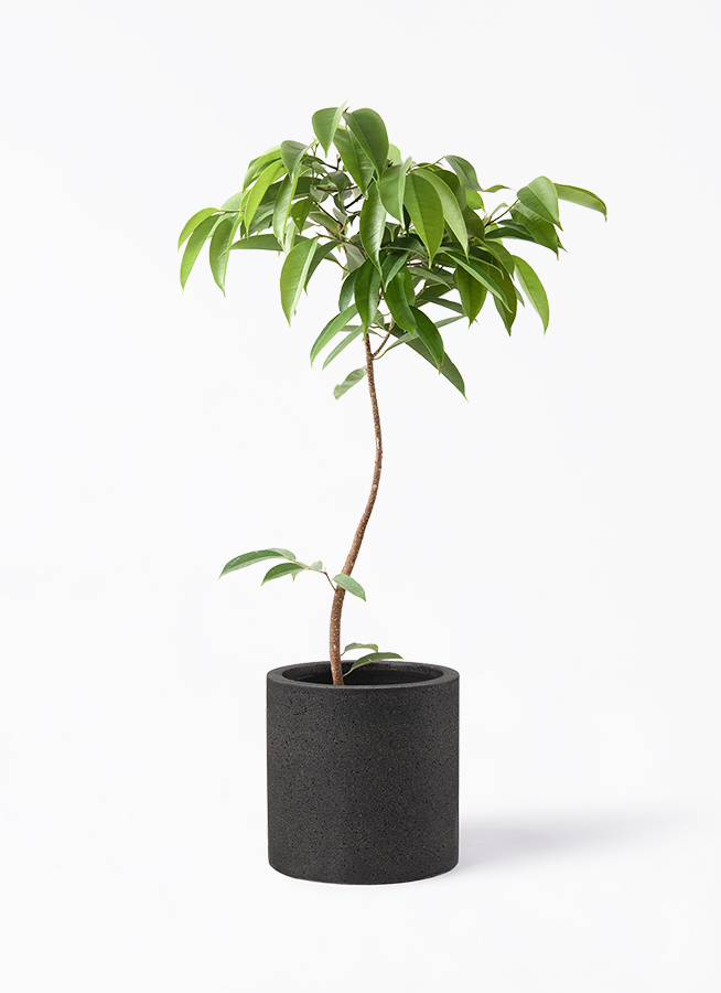 観葉植物 フィカス アムステルダムキング 7号 曲り 竹バスケット 付き