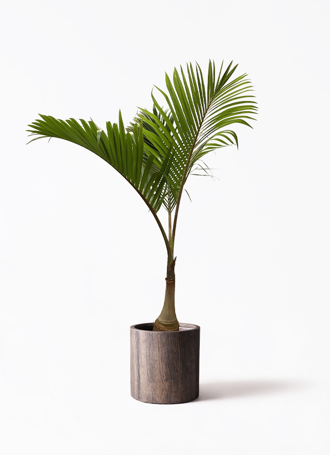 観葉植物 トックリヤシ 10号 ラスターポット 付き | 観葉植物なら