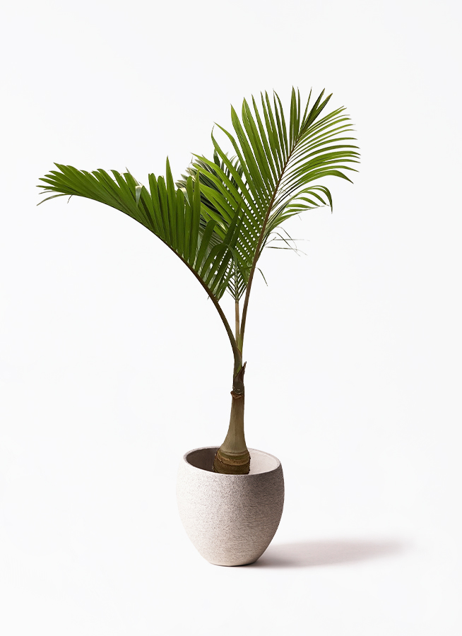 観葉植物 トックリヤシ 10号 キューブ ラテルストーン 付き | 観葉植物
