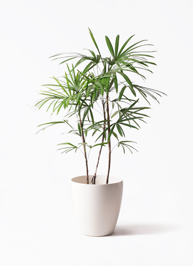 観葉植物 シュロチク（棕櫚竹） 8号 ベータ キューブプランター ウッド