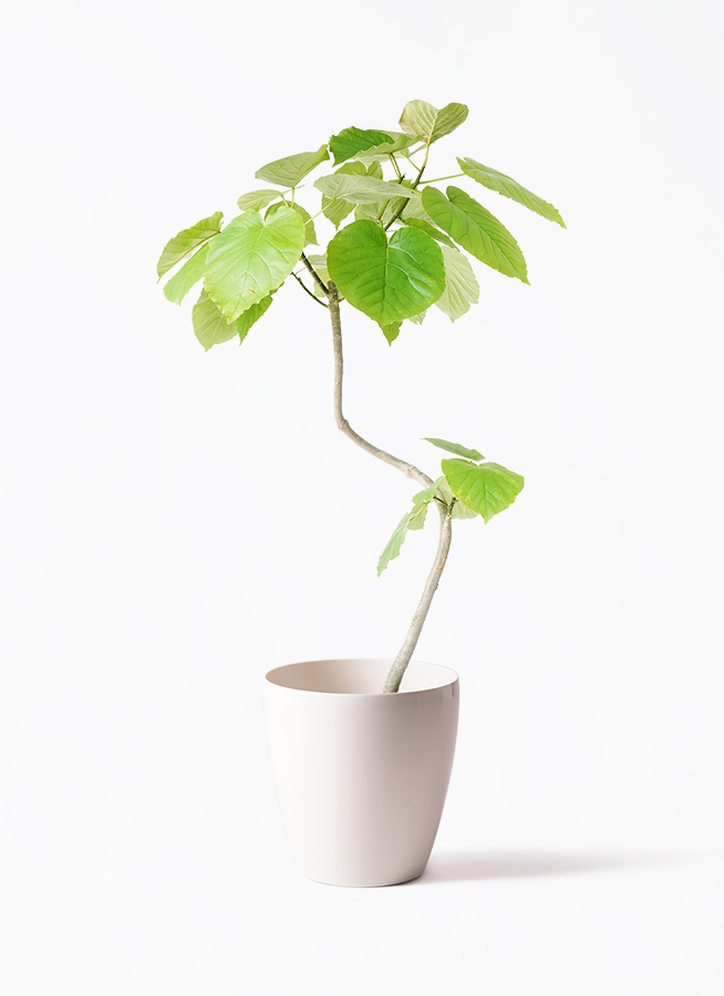 観葉植物 フィカスウンベラータ 7号 曲り プラスチック鉢 | 観葉植物