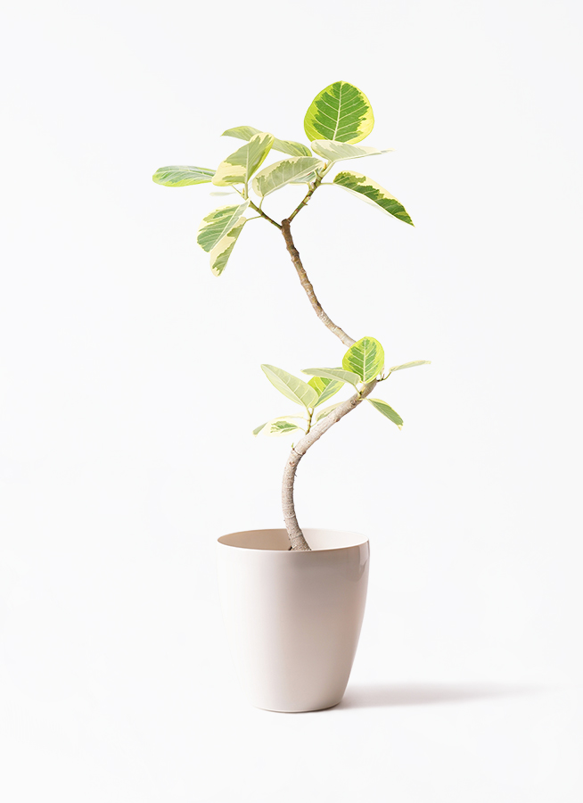 観葉植物 フィカス アルテシーマ 6号 曲り Ceramic Pot (セラミック