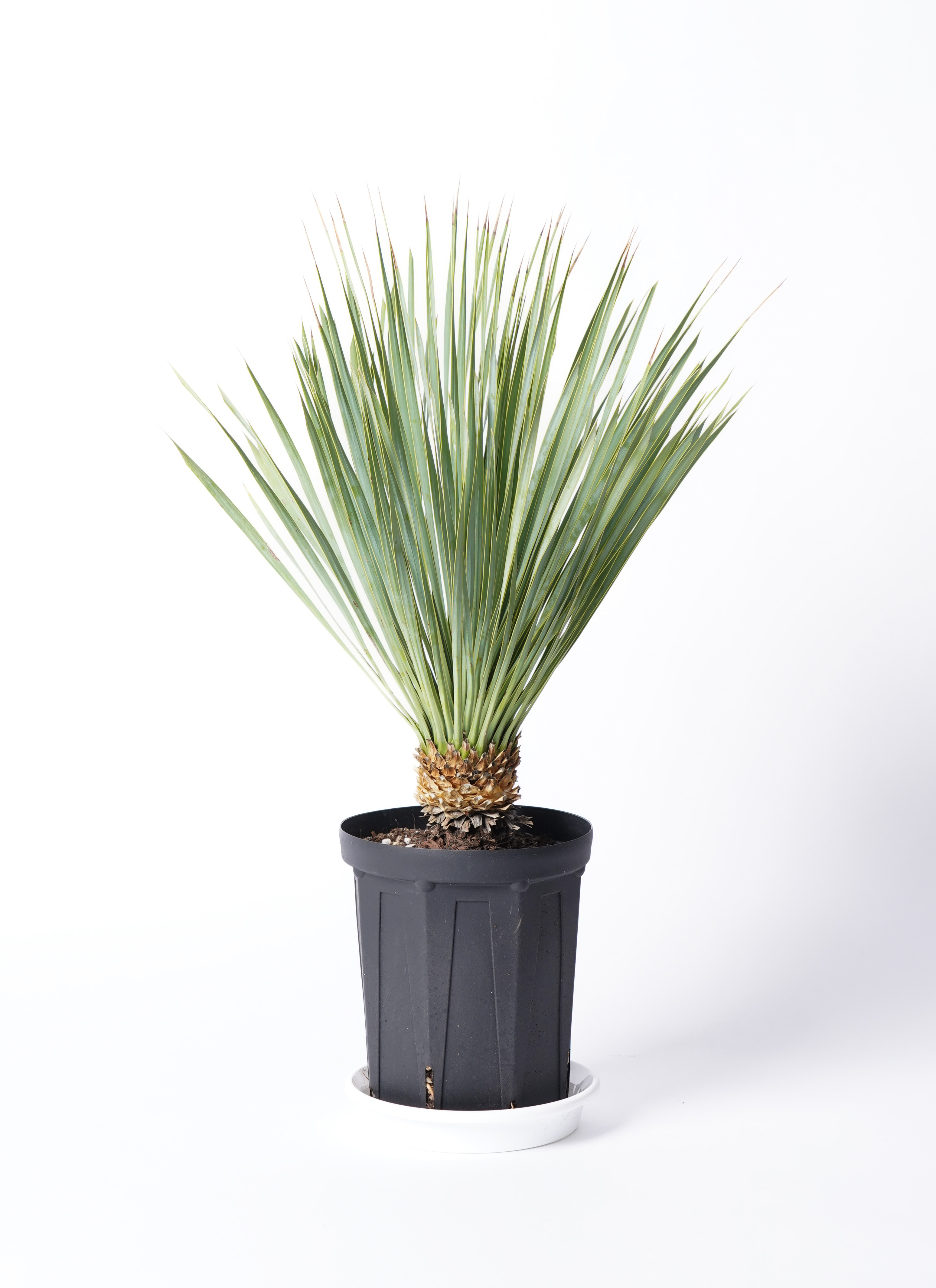 観葉植物 ユッカ 6号 ロストラータ プラスチック鉢 | 観葉植物なら
