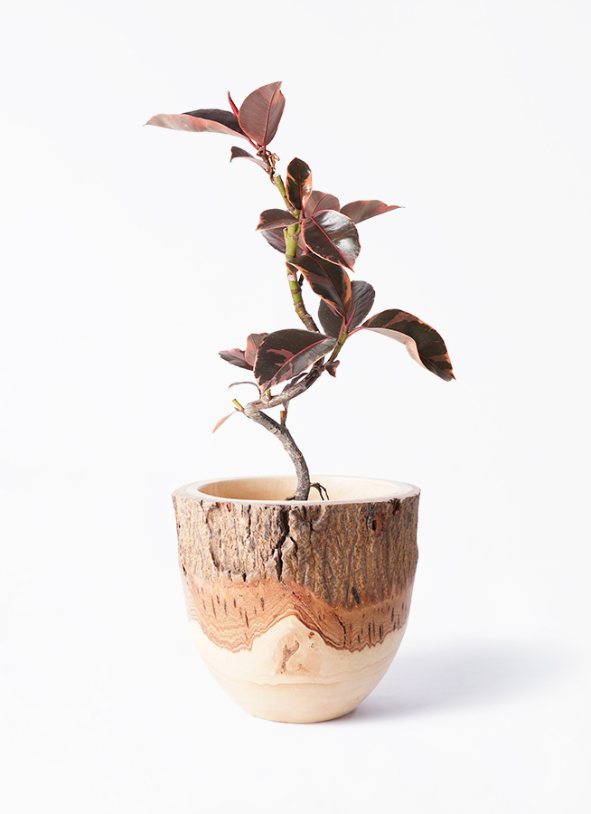 観葉植物 フィカス ルビー 4号 曲り インナ 15 G 付き | 観葉植物なら