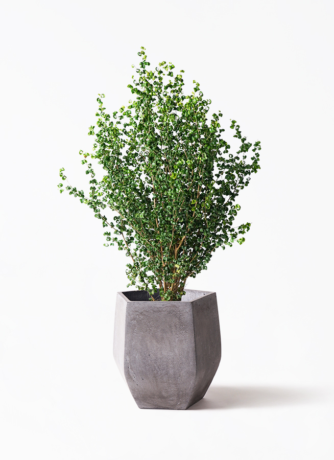 観葉植物 フィカス ベンジャミン 8号 バロック コーテス ヘックス