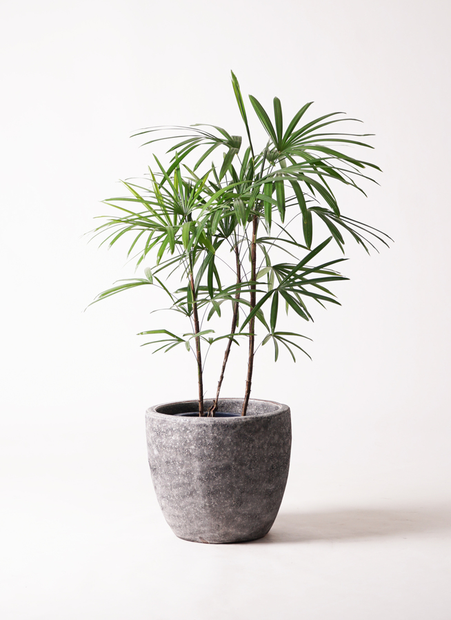 観葉植物 シュロチク（棕櫚竹） 8号 ブリティッシュキューブ 付き