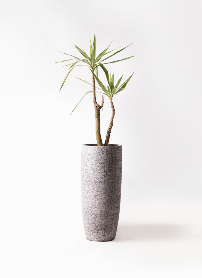 観葉植物 ユッカ 8号 斑入り バスク ミドル ホワイト 付き | 観葉植物