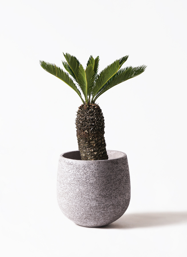 観葉植物 ソテツ 8号 プラスチック鉢 | 観葉植物ならHitoHana(ひとはな)