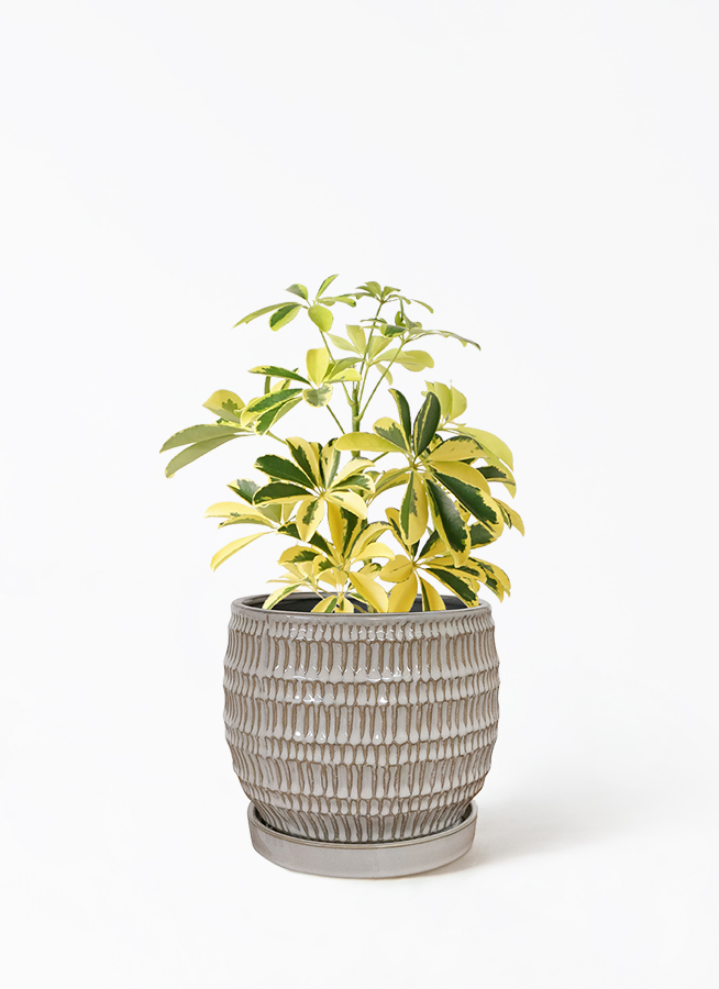 観葉植物 カポック（シェフレラ） 4号 斑入り ハピ 白 L 付き | 観葉