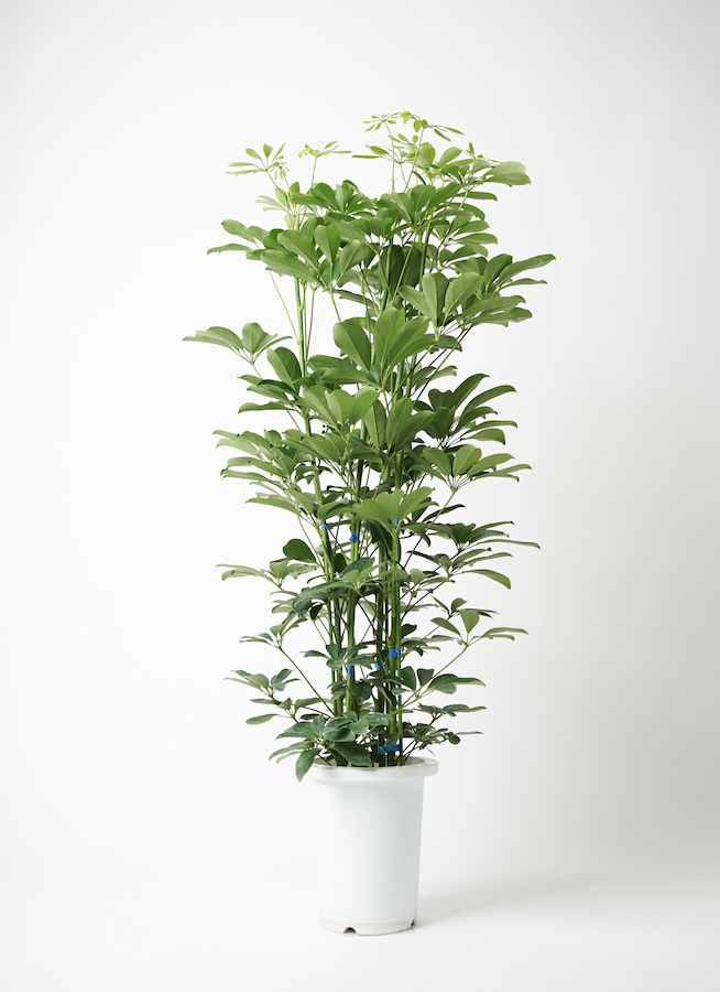観葉植物 カポック（シェフレラ） 7号 ノーマル プラスチック鉢 | 観葉