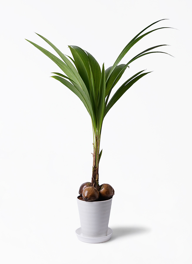 観葉植物 ココヤシ 10号 プラスチック鉢 | 観葉植物ならHitoHana(ひとはな)