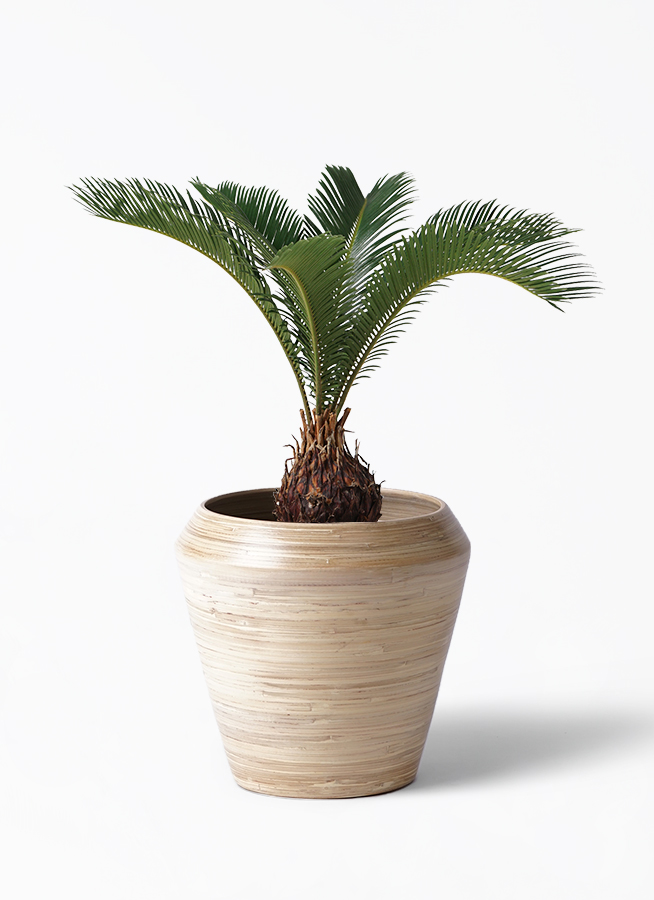 観葉植物 ソテツ 6号 プラスチック鉢 | 観葉植物ならHitoHana(ひとはな)