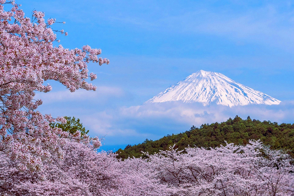 コラム】4月 清明、春爛漫の桜に木花之佐久夜毘売 - フラワーデザイン