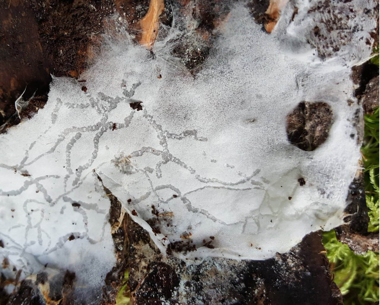 New 'shy' fungus found in old-growth forest