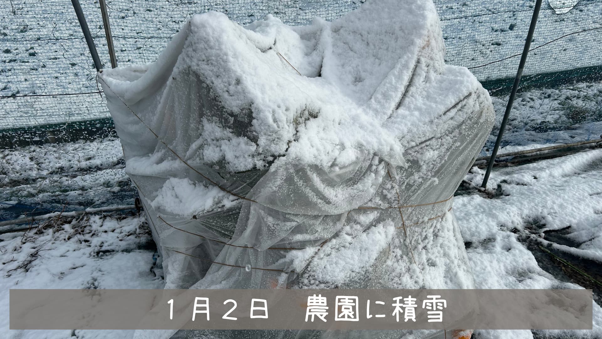 せとか防寒対策｜露地柑橘の不織布掛け｜不織布毎年かける？ | サブロ