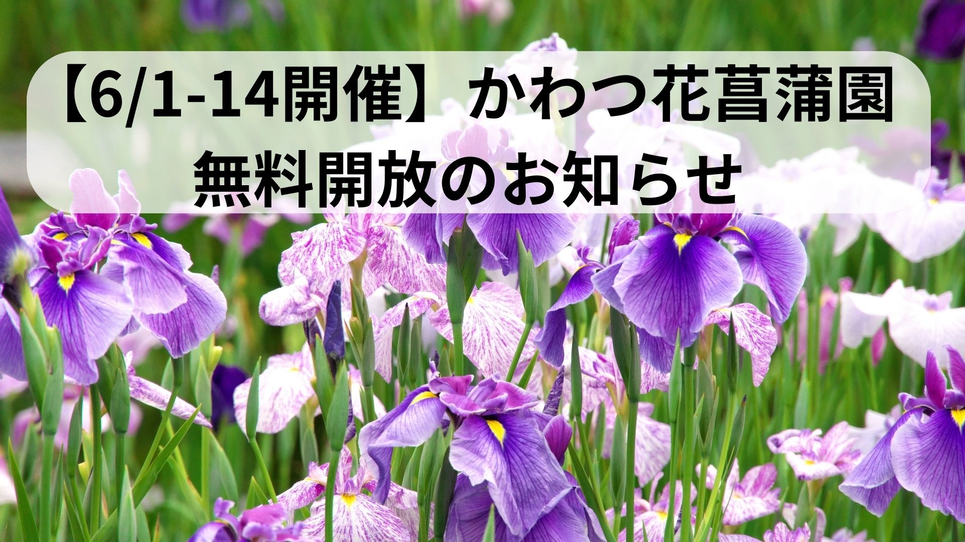 6/1-14開催】かわつ花菖蒲園 無料開放のお知らせ | 坂出市地域おこし