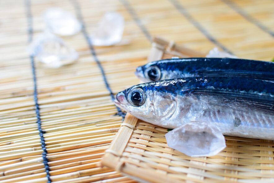 長崎県五島列島では定番の＜トビウオ＞ 海の上を滑空する方法とその