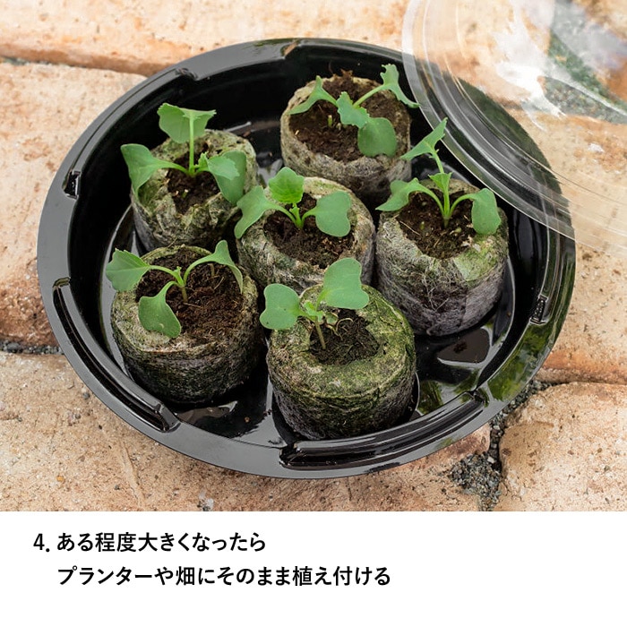 はじめてさんの かんたんタネまきキット｜種（タネ）,球根,苗,資材