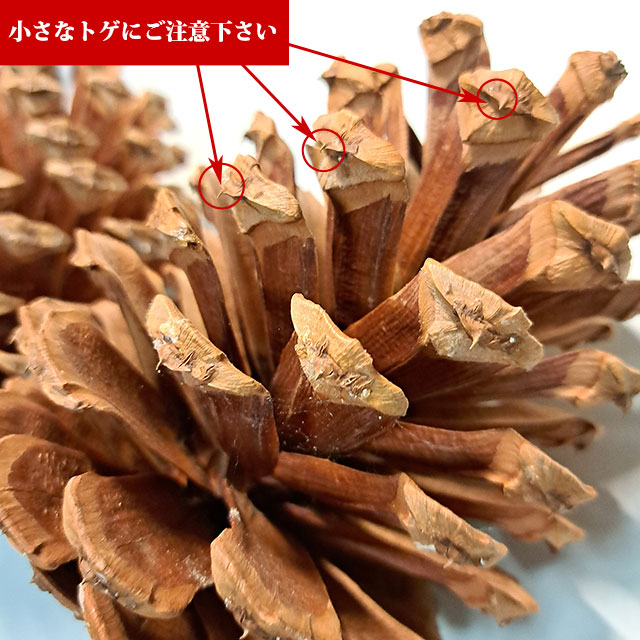 大王松の種・巨大な松ぼっくり・お得10個セット