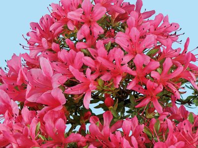 さつき花辞典：大盃 ｜ さつき盆栽春夏秋冬