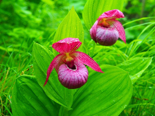 ホテイアツモリソウ「北海道の花」｜Sapporo Nature Times ‐ 札幌