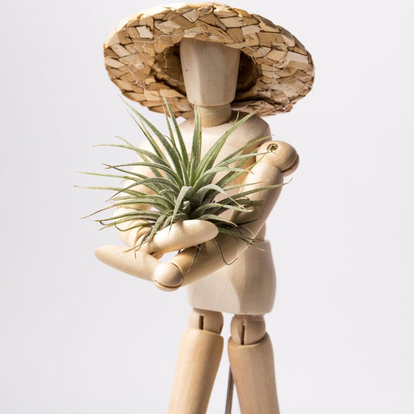 tillandsia-ionantha-