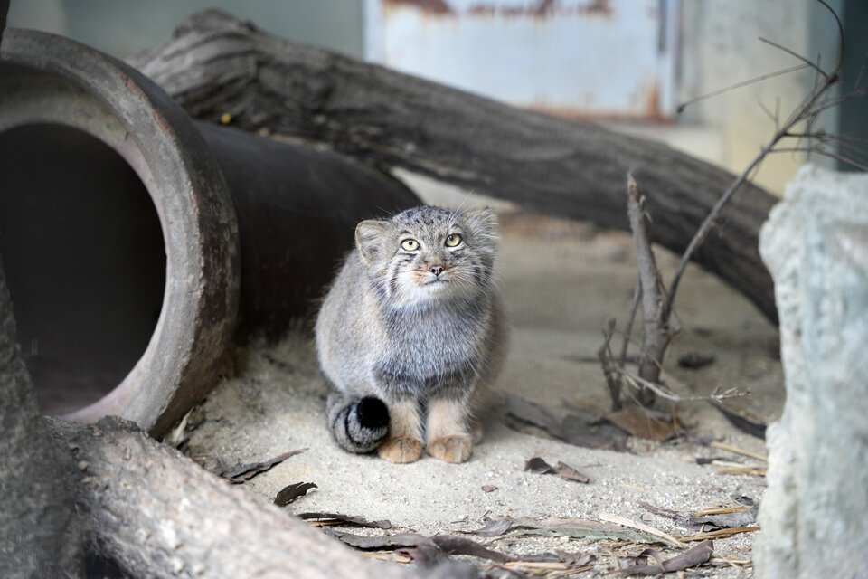 マヌルネコ | 東山動植物園 飼育第一グループ 堀場 桃美さん