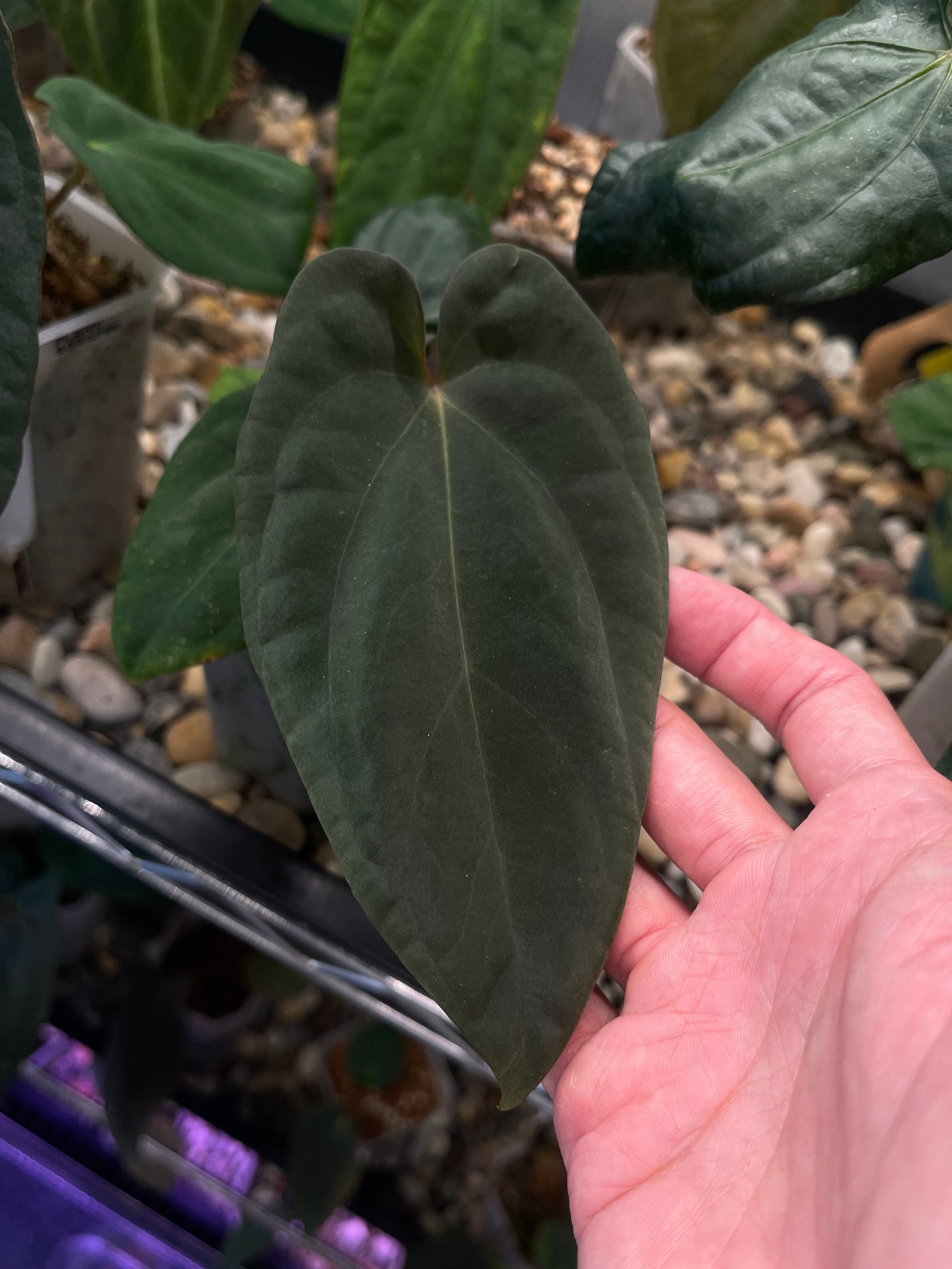 Anthurium Antolakii/BVEP (Scott × Tezula) – Secret Foliage