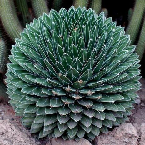 Agave Victoriae-reginae - Queen Victoria Agave, Royal Agave - 5