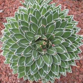 Agave Victoriae-reginae - Queen Victoria Agave, Royal Agave - 5