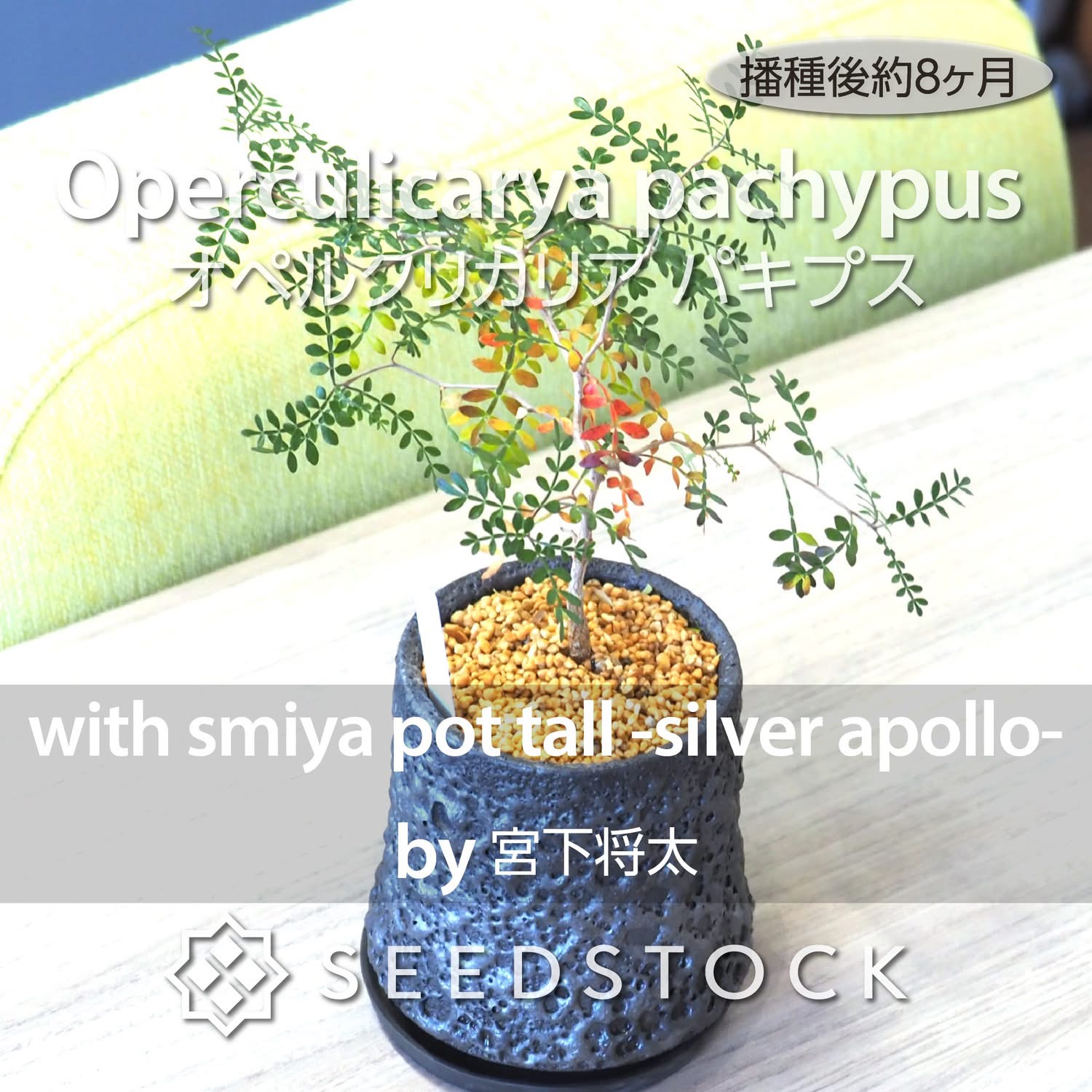 種子] オペルクリカリア パキプス Operculicarya pachypus | 塊根植物