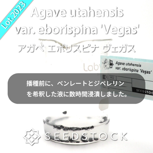 種子] アガベ エボリスピナ ヴェガス 2023 Agave utahensis var