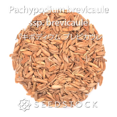 種子] パキポディウム ブレビカウレ Pachypodium brevicaule ssp