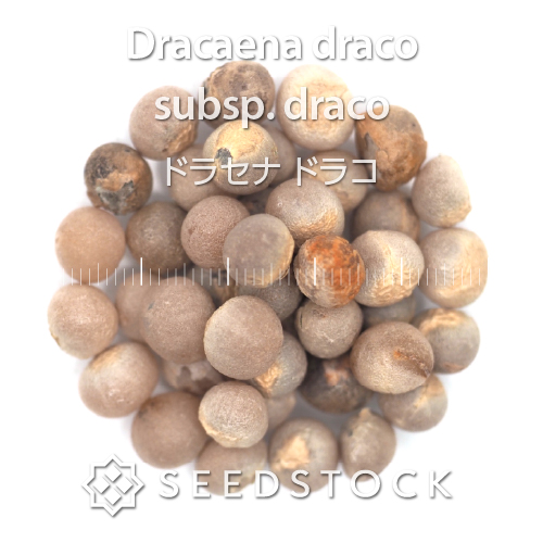 種子]ドラセナ ドラコ Dracaena draco subsp. draco | 観葉植物 竜血樹