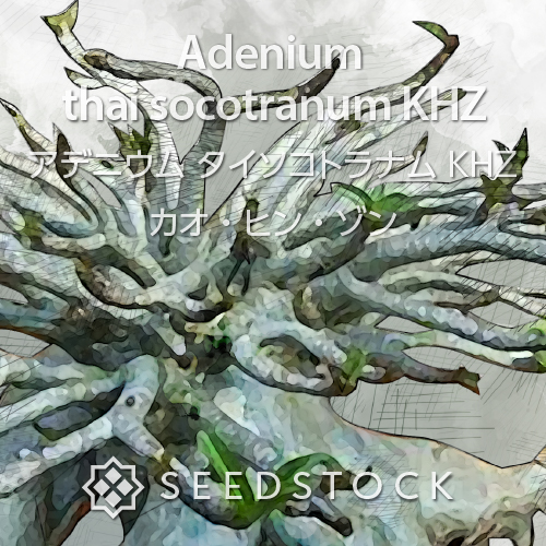 種子] アデニウム タイ ソコトラナム KHZ Adenium thai socotranum KHZ