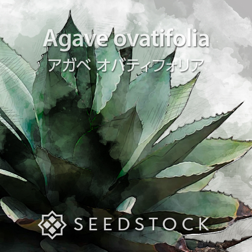 種子] アガベ オバティフォリア Agave ovatifolia | ドライガーデン