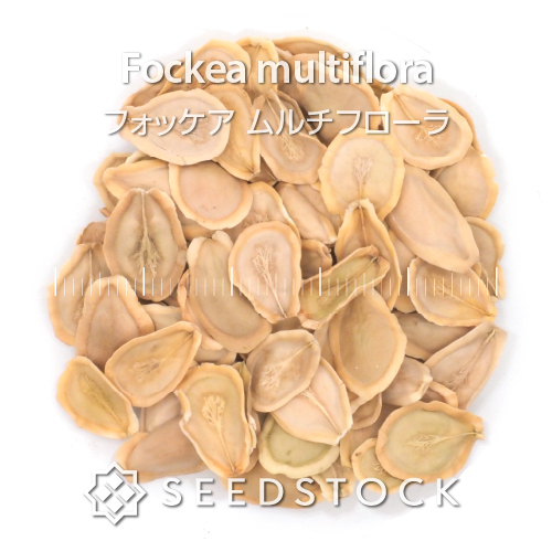 種子] フォッケア ムルチフローラ Fockea multiflora | 塊根植物