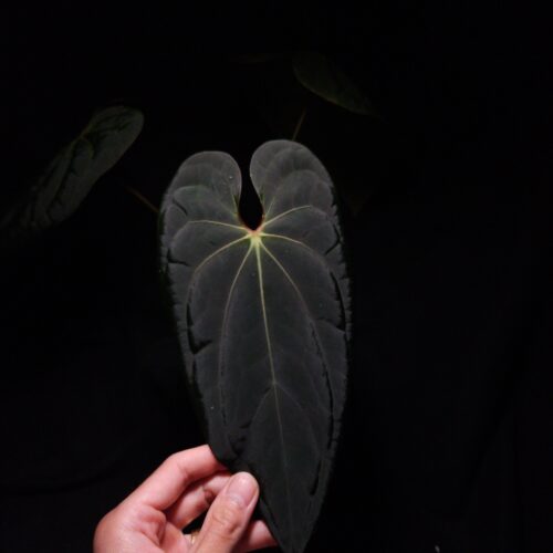 Anthurium RC x RVDP | Selawase Aroid